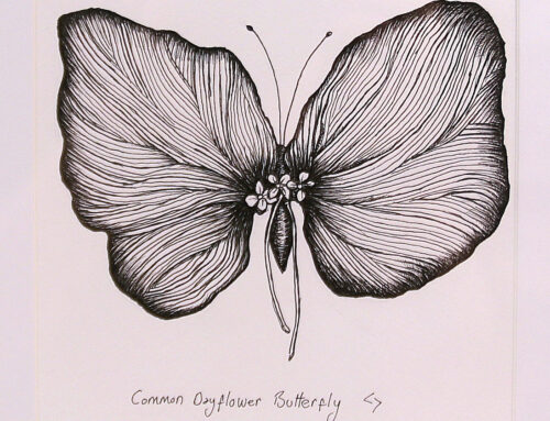 Comon Oayflower butterfly